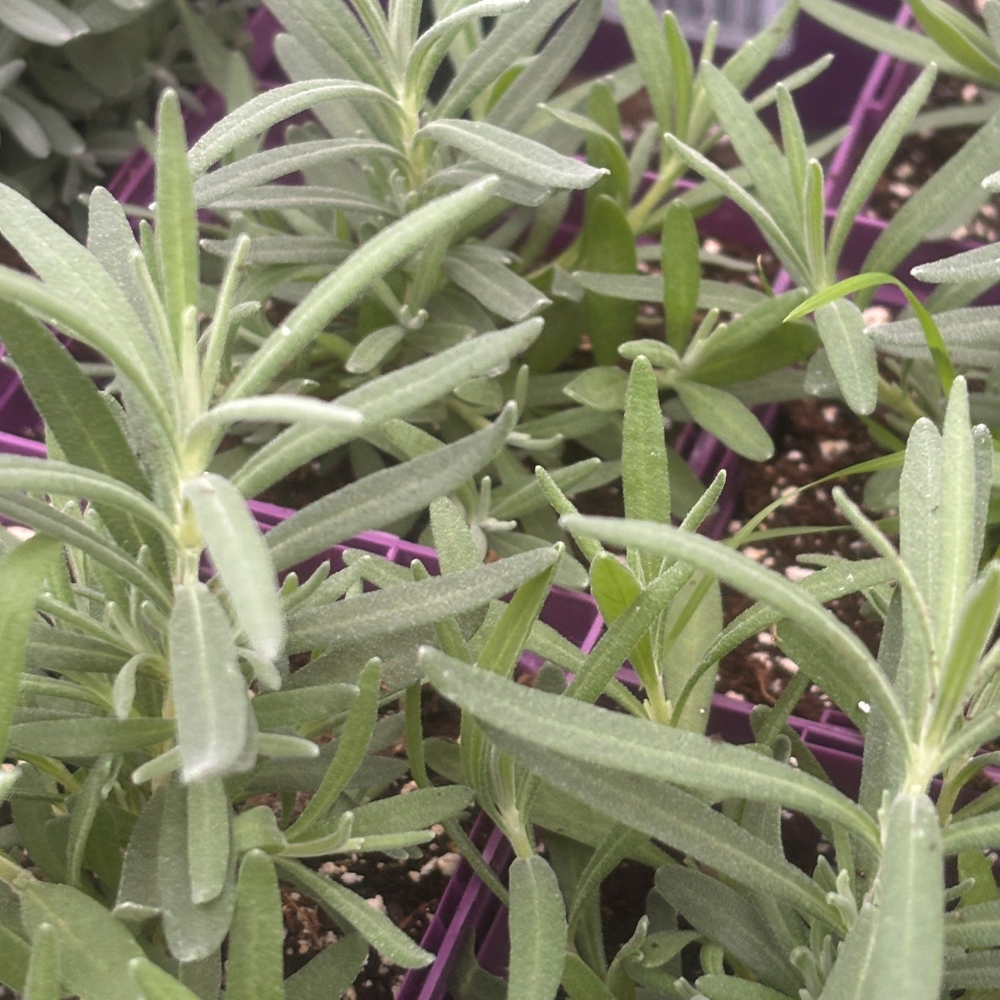 Lavender 'Munstead'