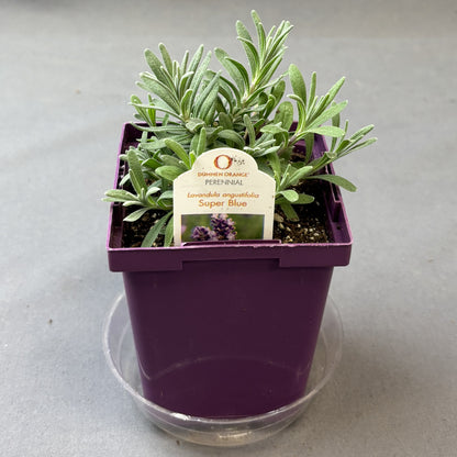 Lavender 'Super Blue'