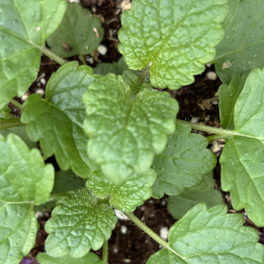 Lemon Balm 'Melissa'