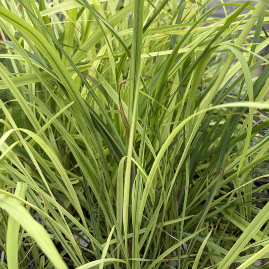 Lemongrass