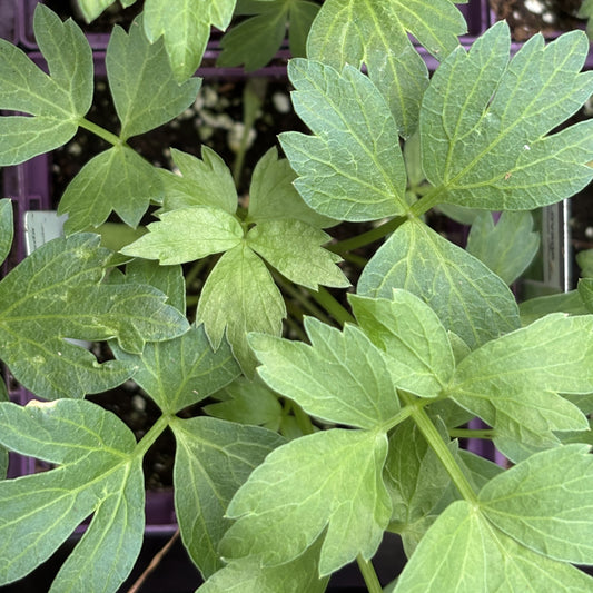 Lovage