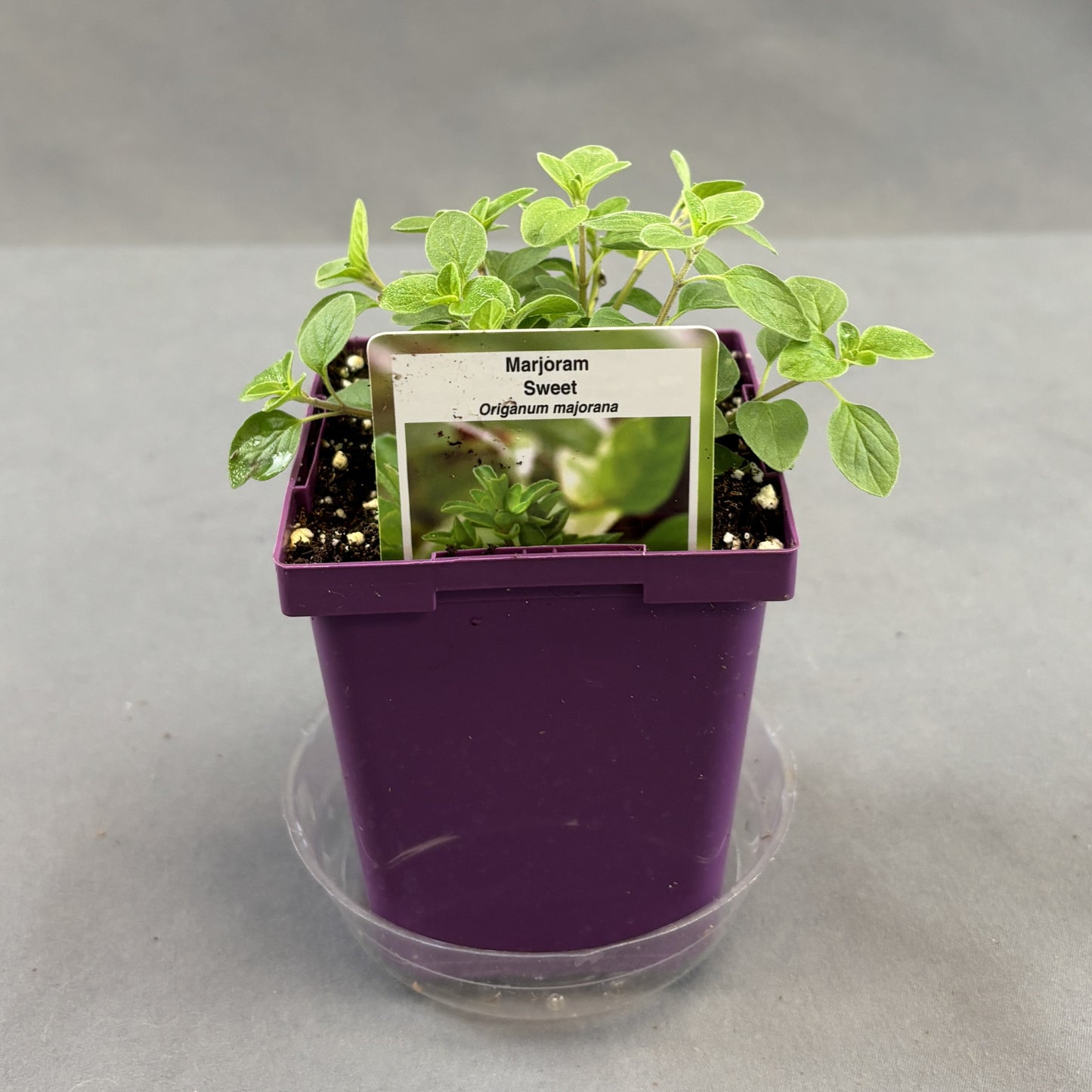 Marjoram 'Sweet'
