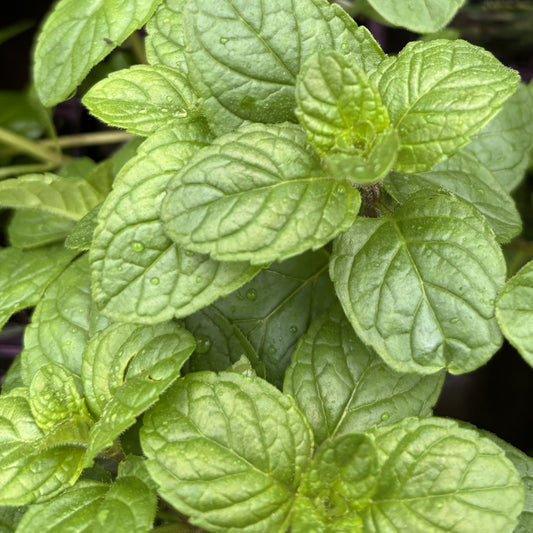 Mint 'Berries and Cream'