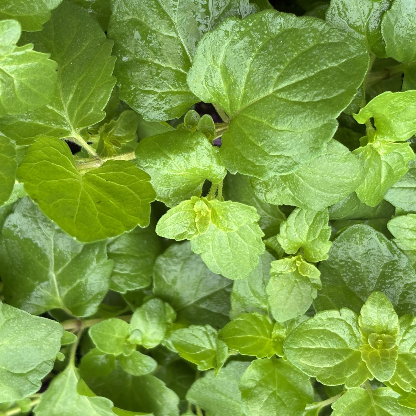 Mint 'Indian'