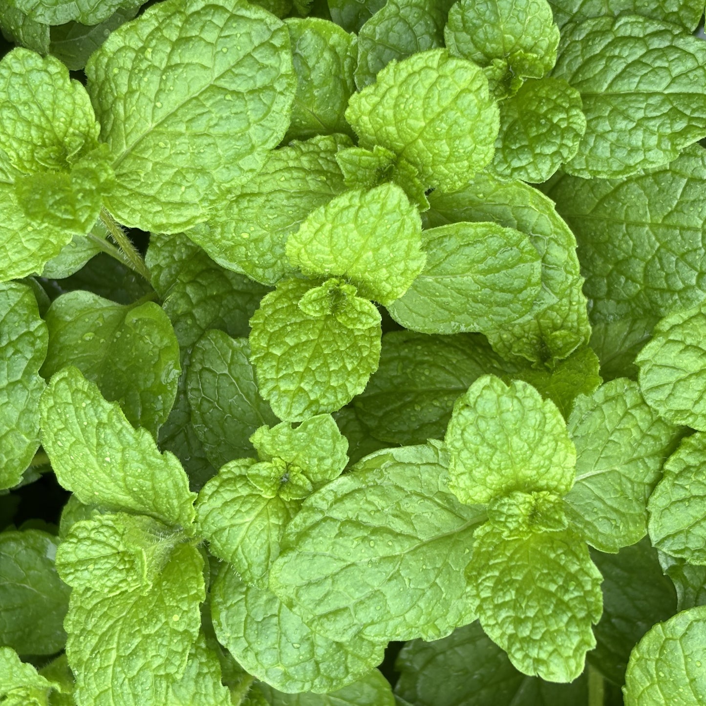 Mint 'Mojito'
