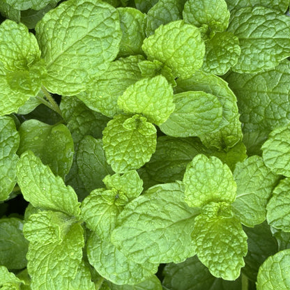 Mint 'Mojito'