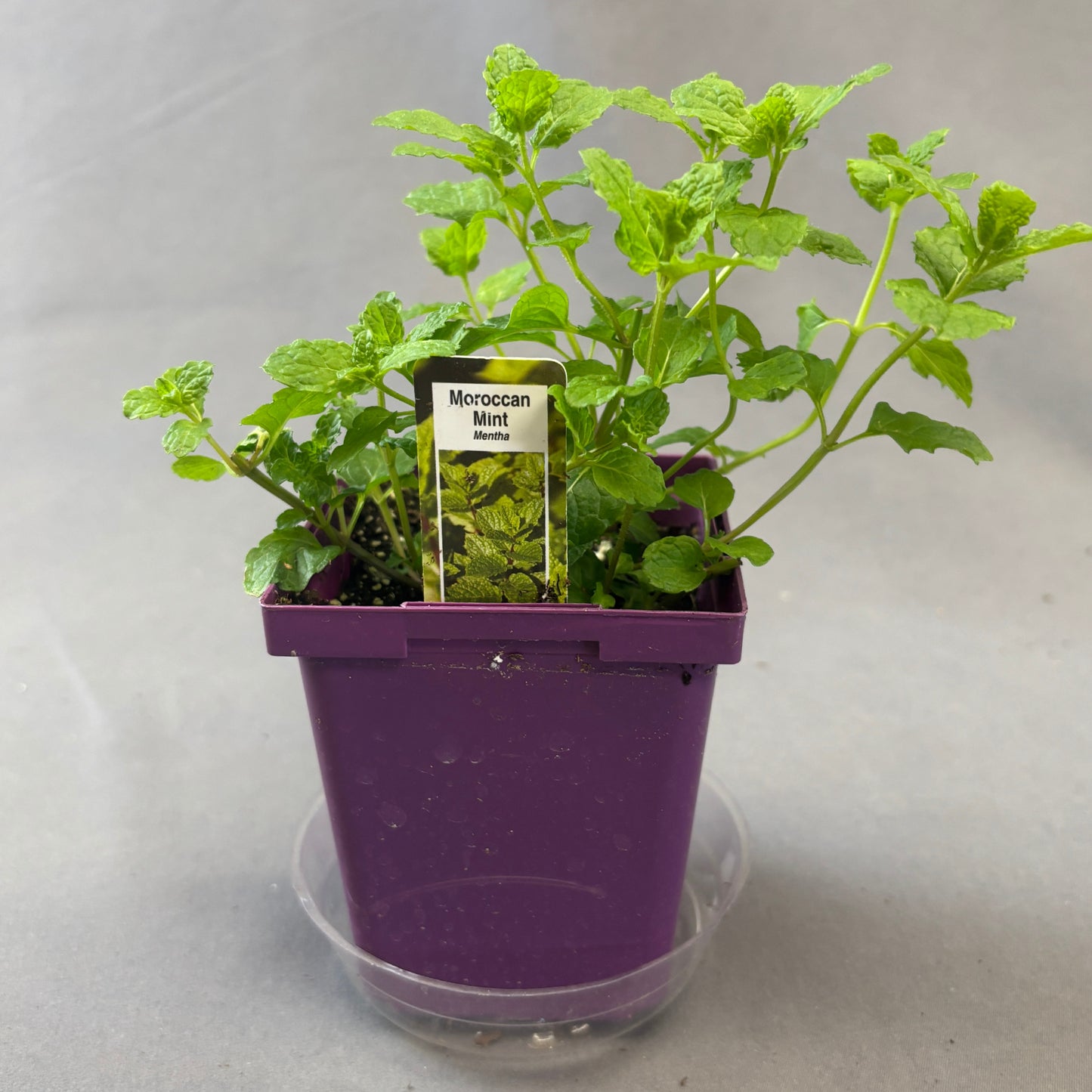 Mint 'Moroccan'