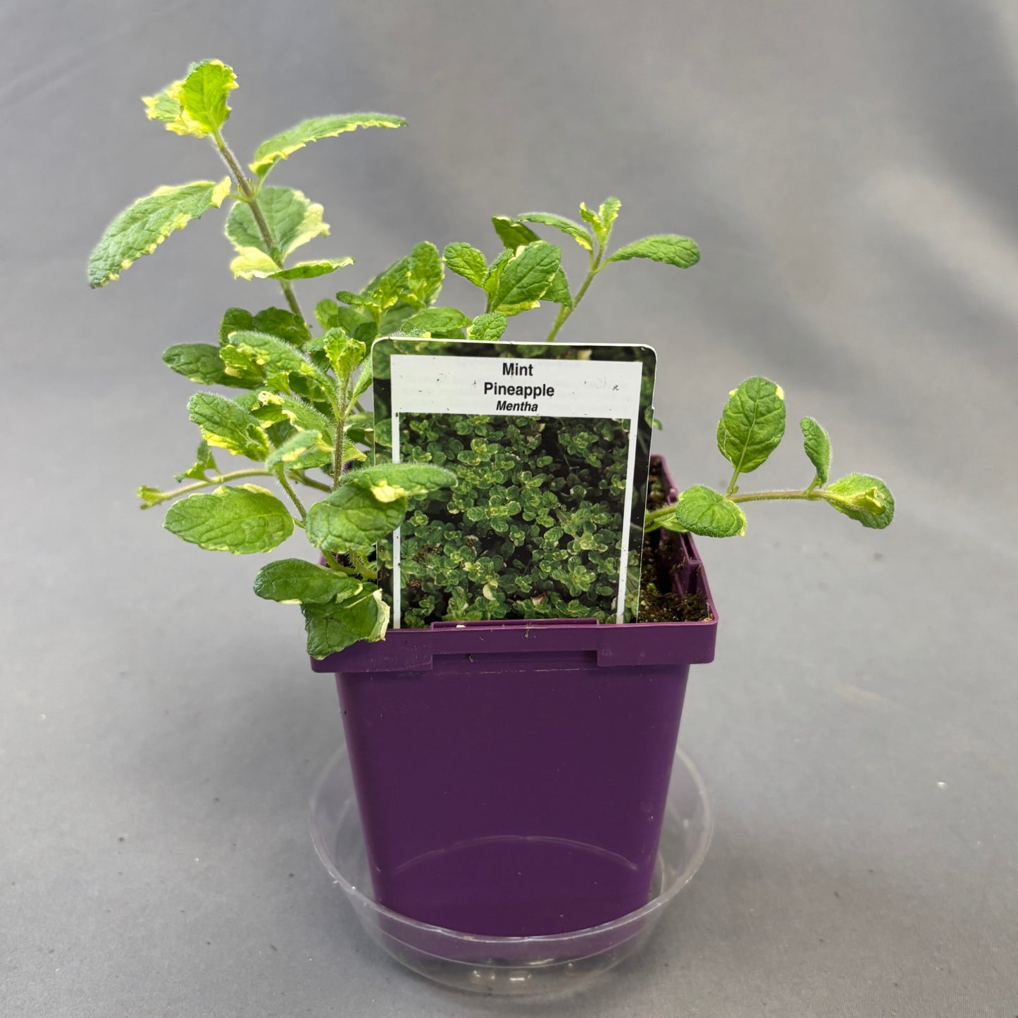 Mint "Pineapple Variegated'