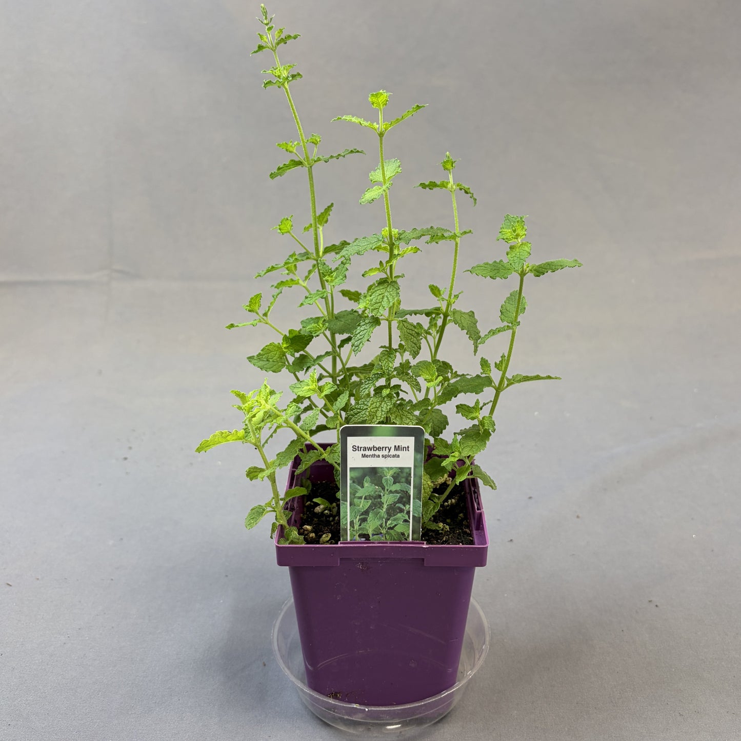 Mint 'Strawberry'