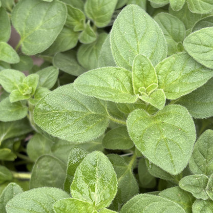 Oregano 'Greek'