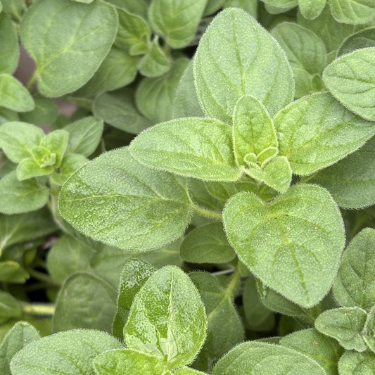 Oregano 'Greek'