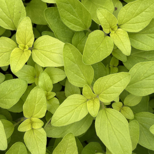 Oregano 'Aureum'