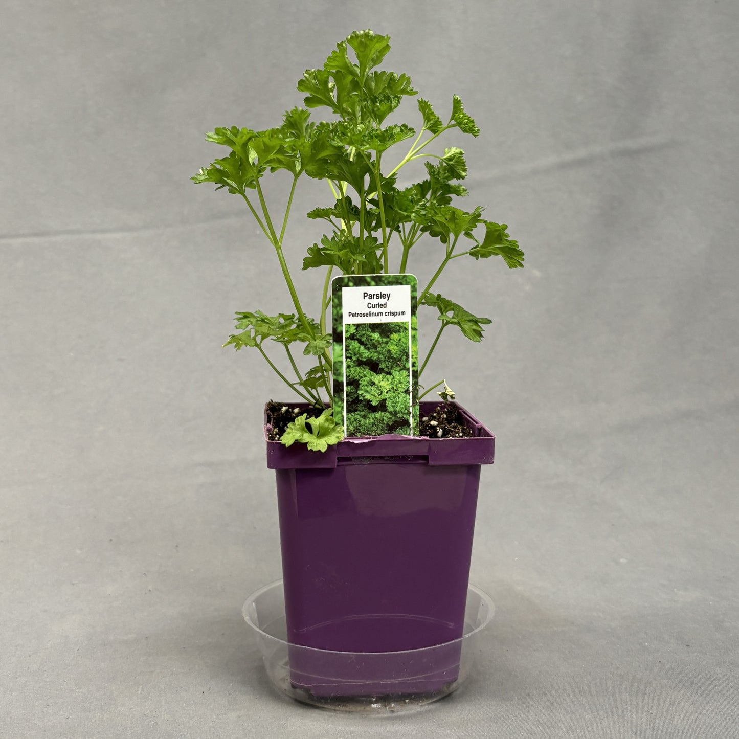 Parsley 'Triple Curled'