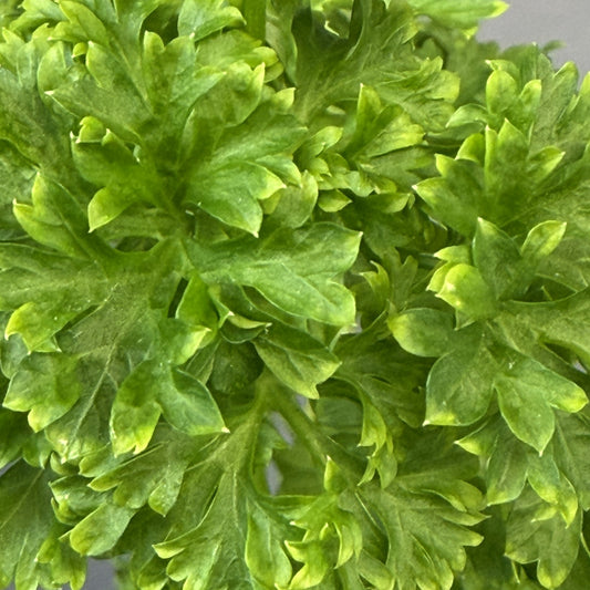 Parsley 'Curled'