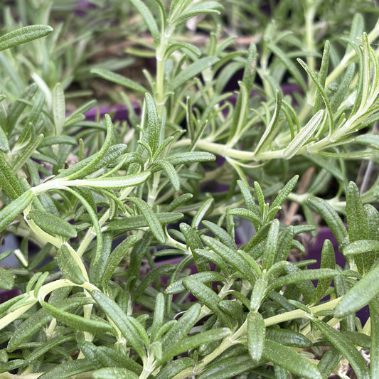Rosemary 'Blue Cascade'