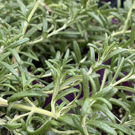 Rosemary 'Prostratus'