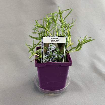 Rosemary 'Blue Cascade'