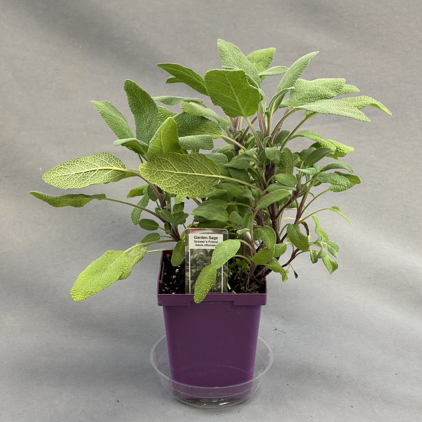 Sage 'Garden'