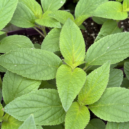 Sage 'Pineapple'