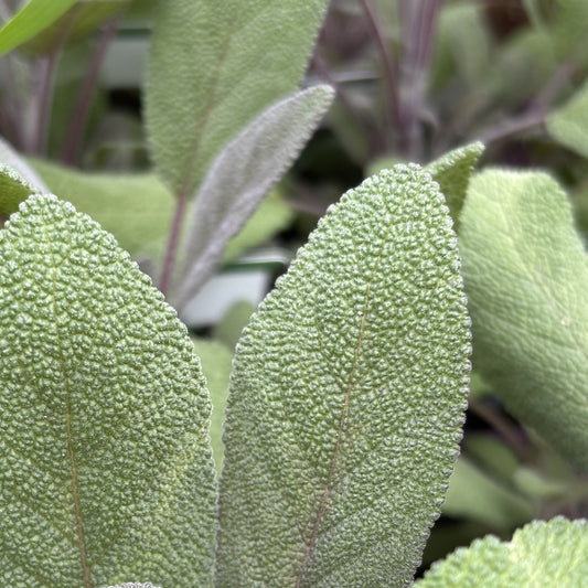Sage 'Purple'