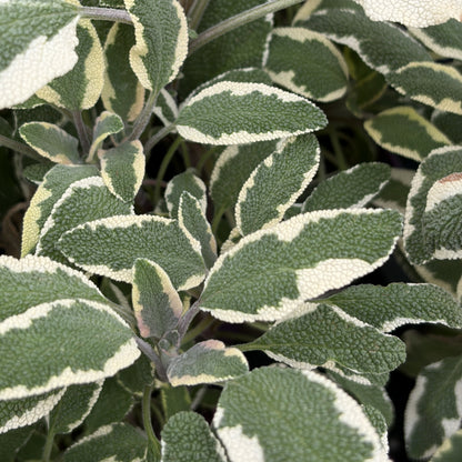 Sage 'Tricolour'