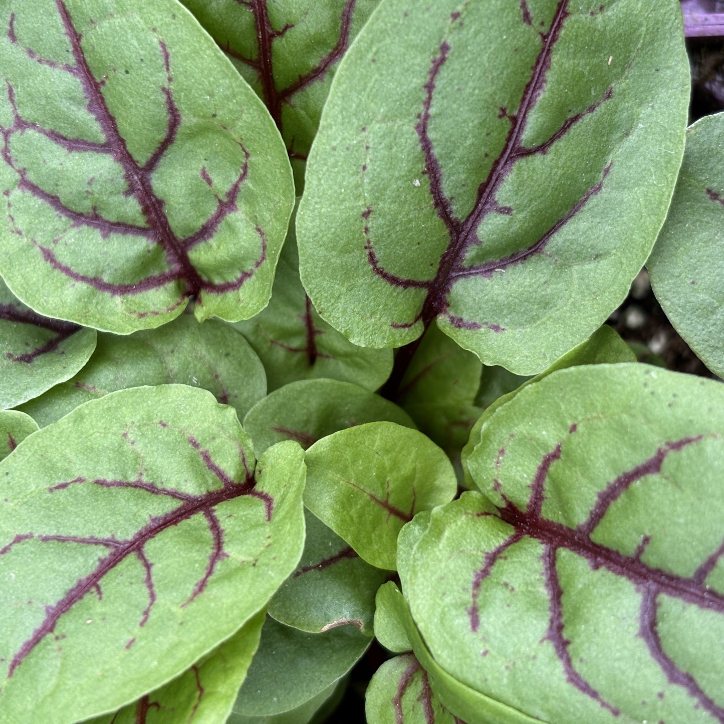 Sorrel
