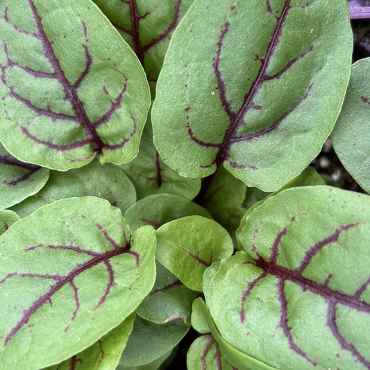 Sorrel