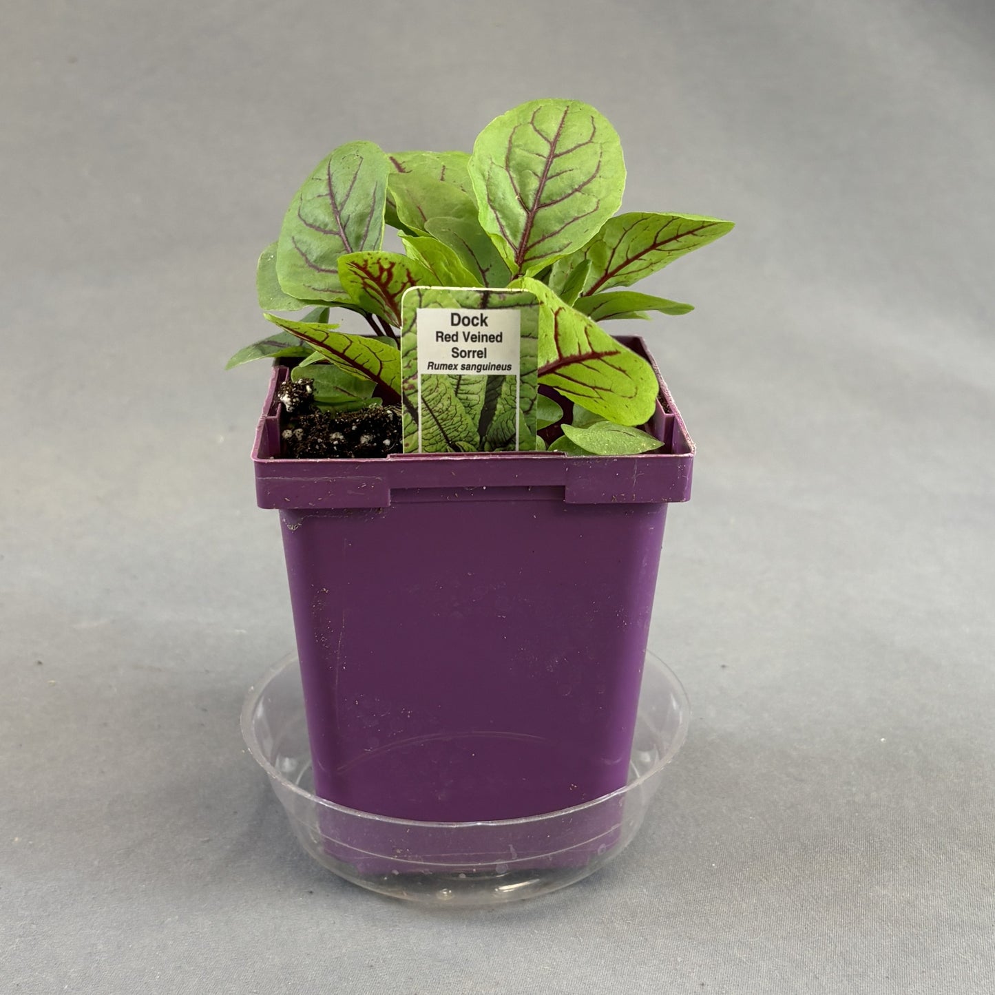 Sorrel