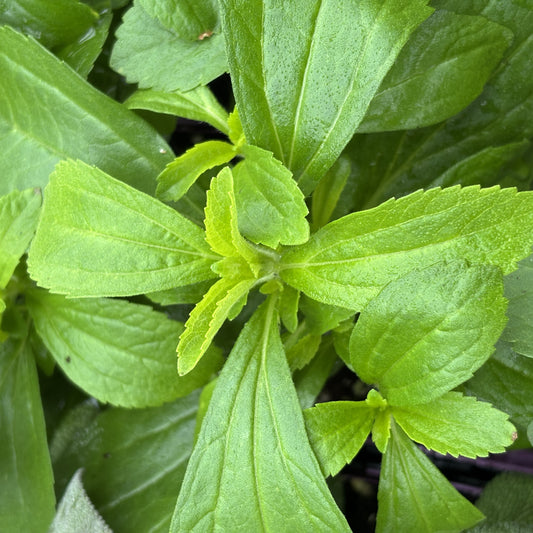 Stevia 'Sweet Leaf'