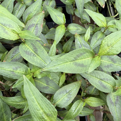 Basil 'Thai'