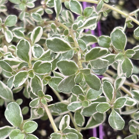 Thyme 'Hi-Ho Silver'