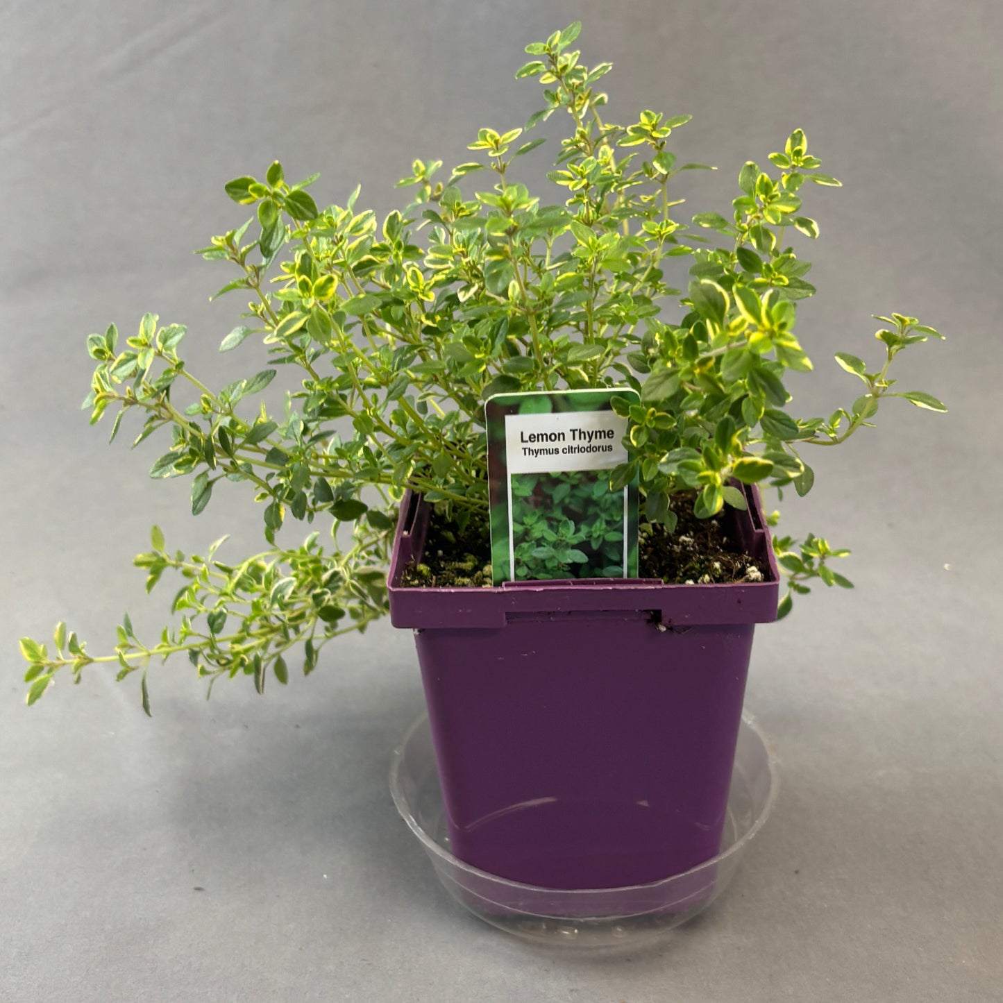 Thyme 'Lemon Variegated'