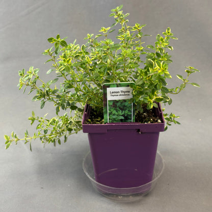 Thyme 'Lemon Variegated'