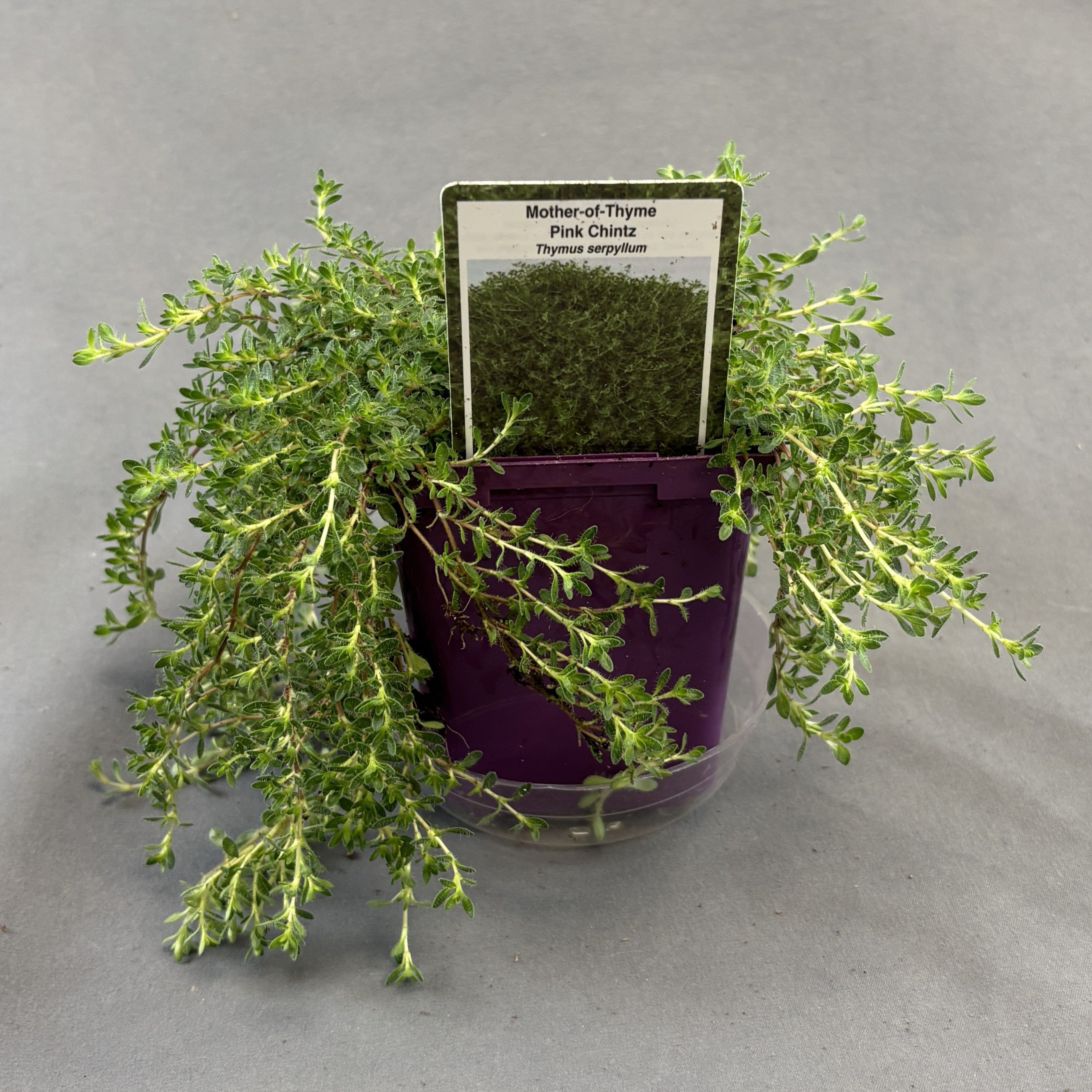 Thyme Mother of Thyme 'Pink Chintz'