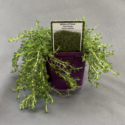 Thyme Mother of Thyme 'Pink Chintz'