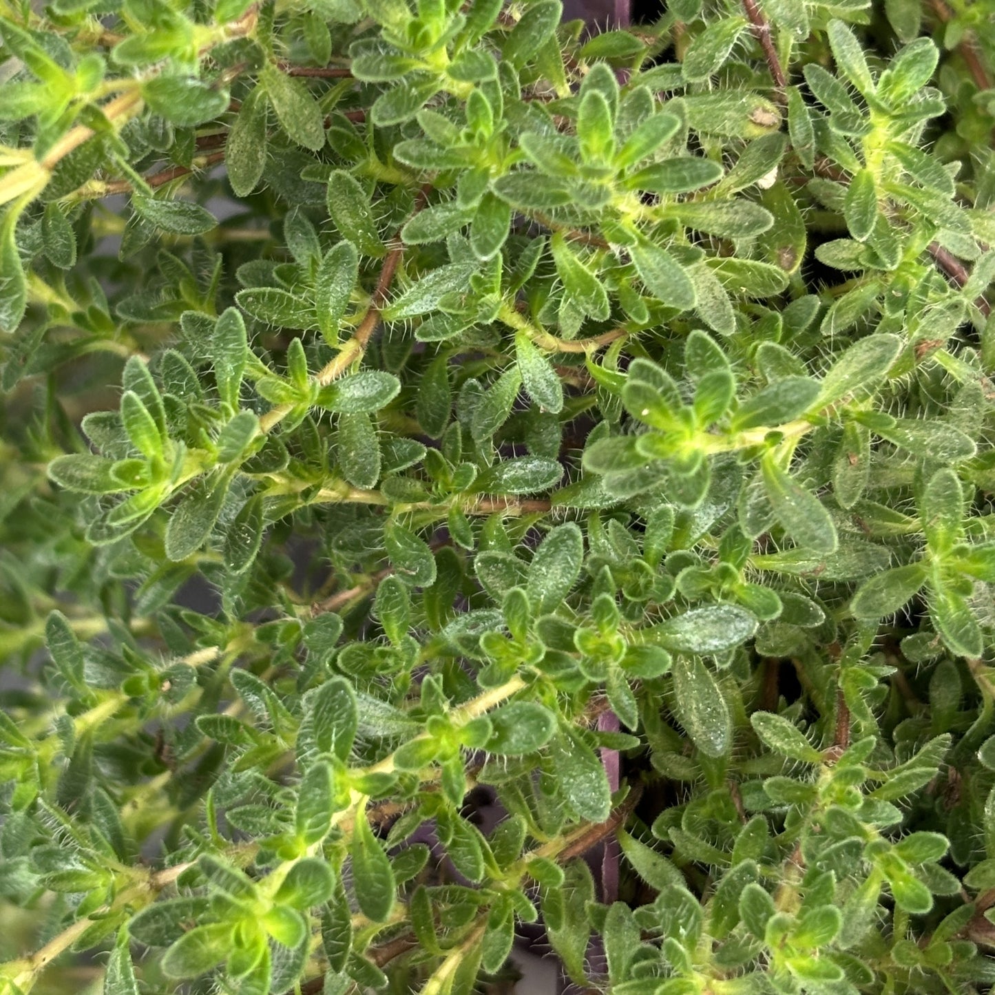 Thyme Mother of Thyme 'Pink Chintz'
