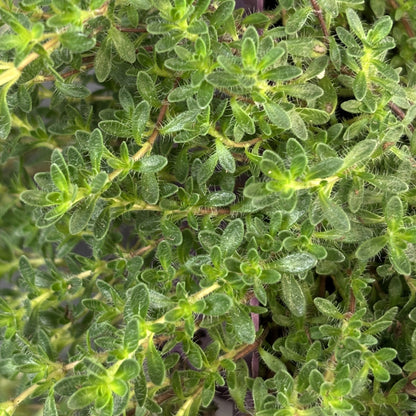 Thyme Mother of Thyme 'Pink Chintz'