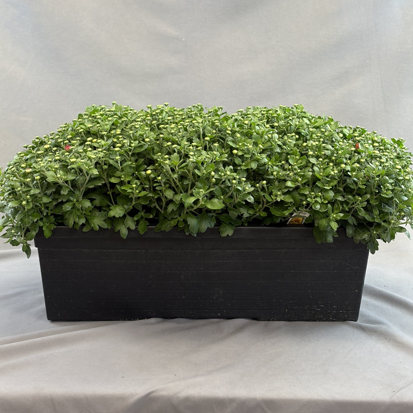 Fall Mum Window Box 24"