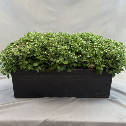 Fall Mum Window Box 24"