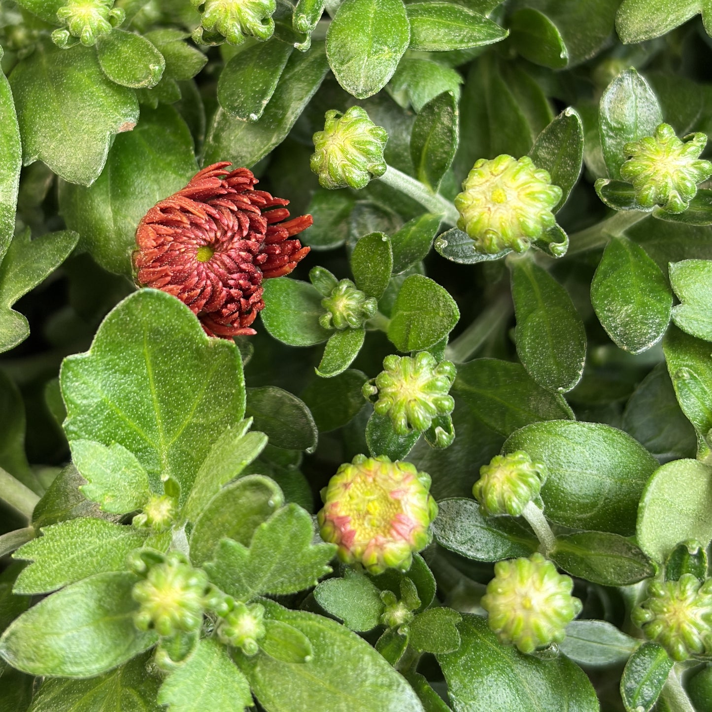 Fall Mum Window Box 24"