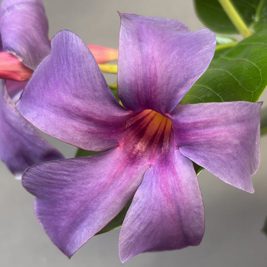Mandevilla