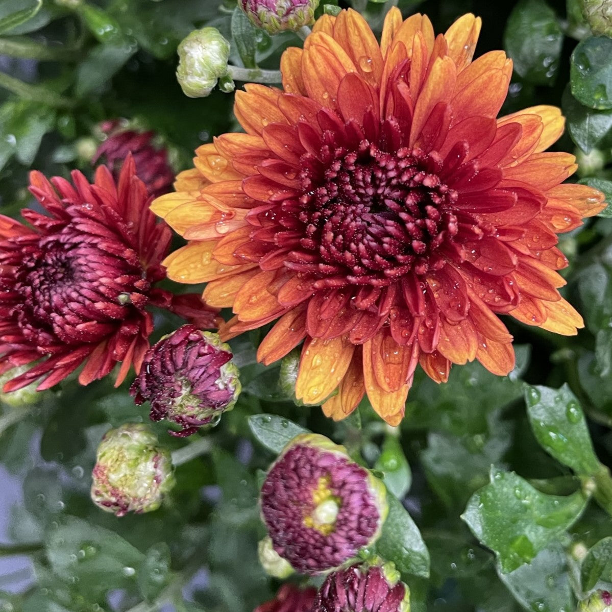 Fall Chrysanthemums 10" HB