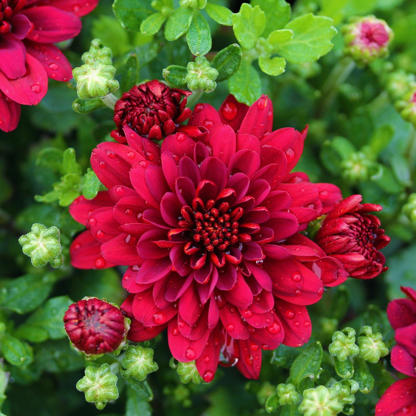 Fall Chrysanthemums 10" HB