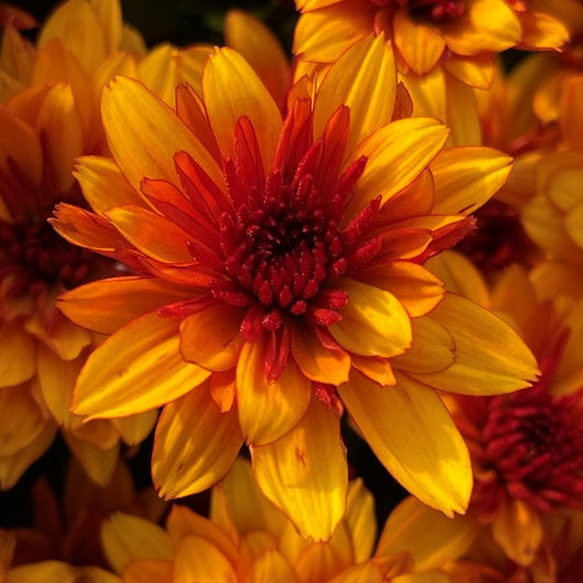 Fall Chrysanthemums 8"