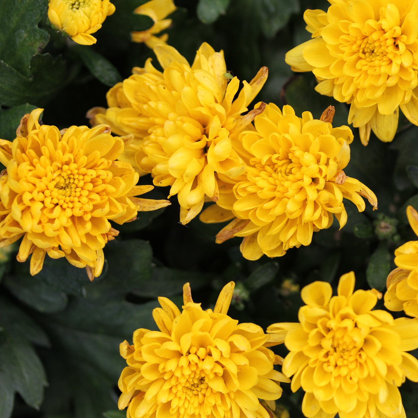 Fall Chrysanthemums 10" HB
