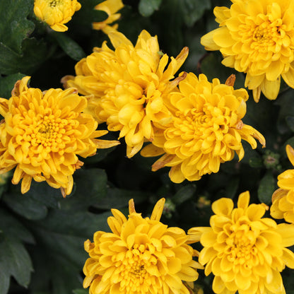 Fall Chrysanthemums 10" HB