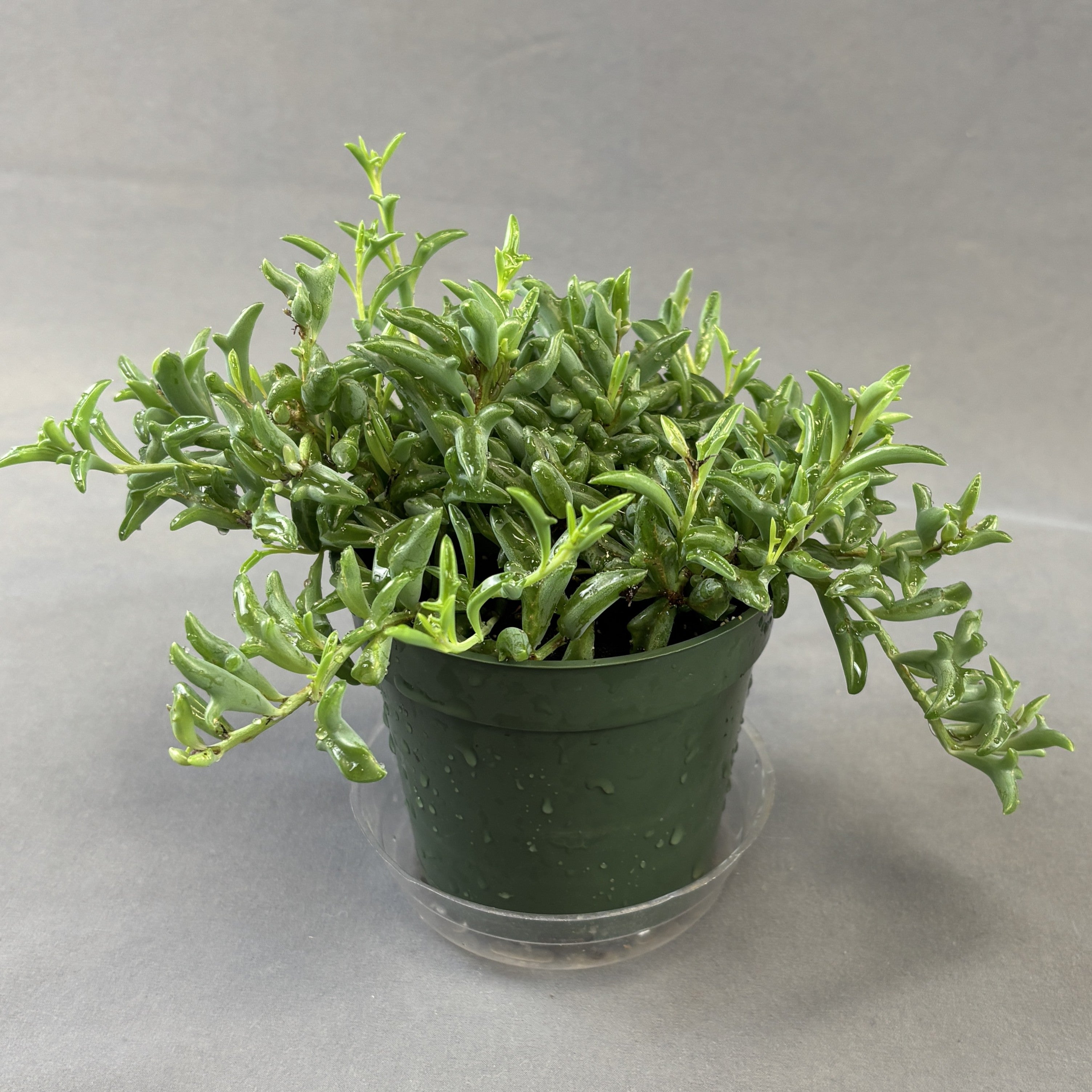 String-of-Dolphins