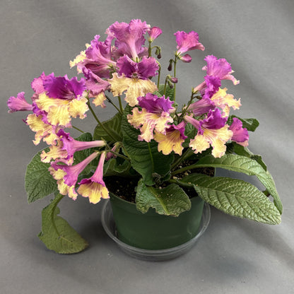 Streptocarpus