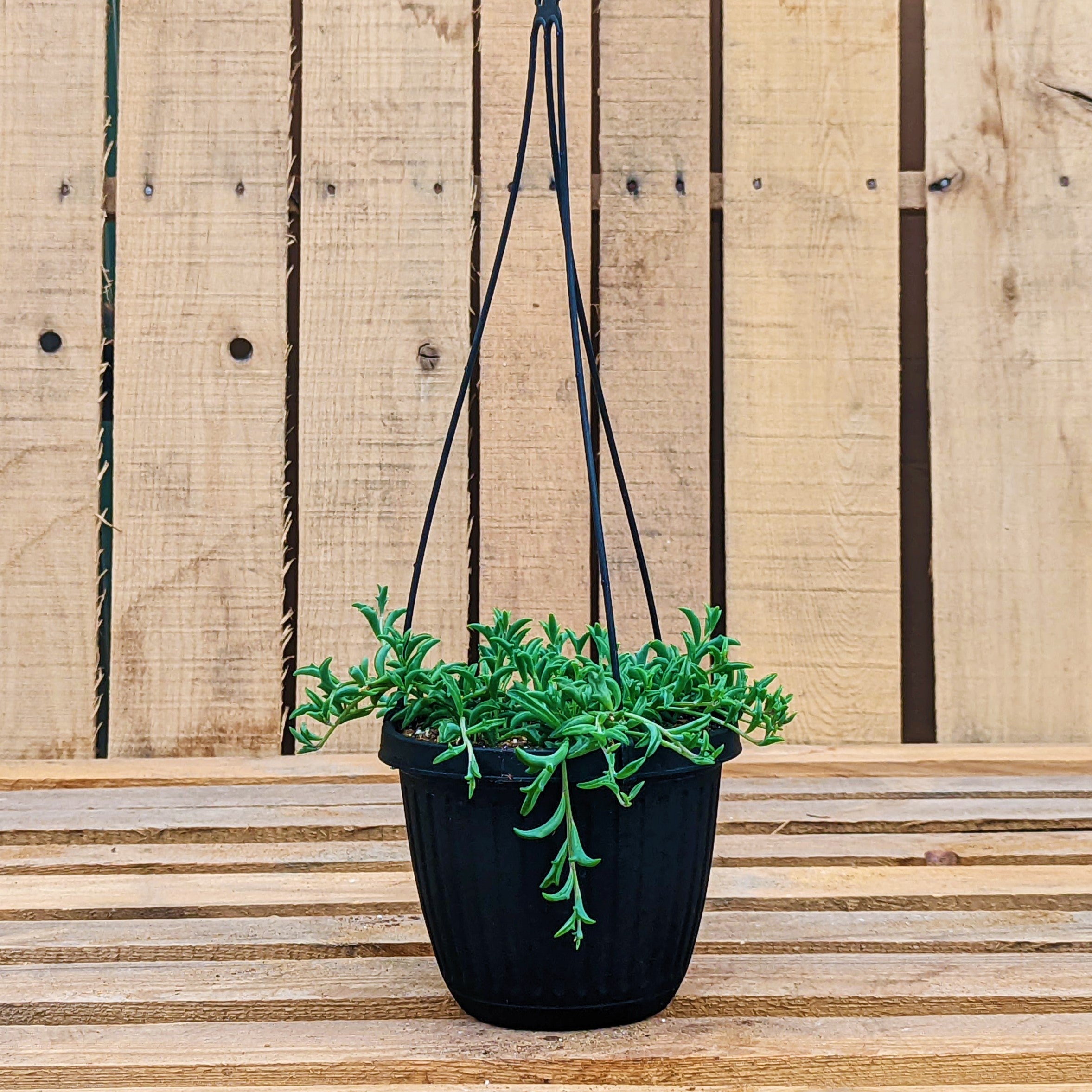 String-of-Dolphins
