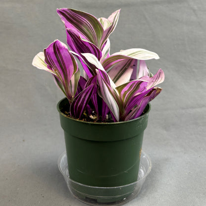 Tradescantia 'Nanouk'